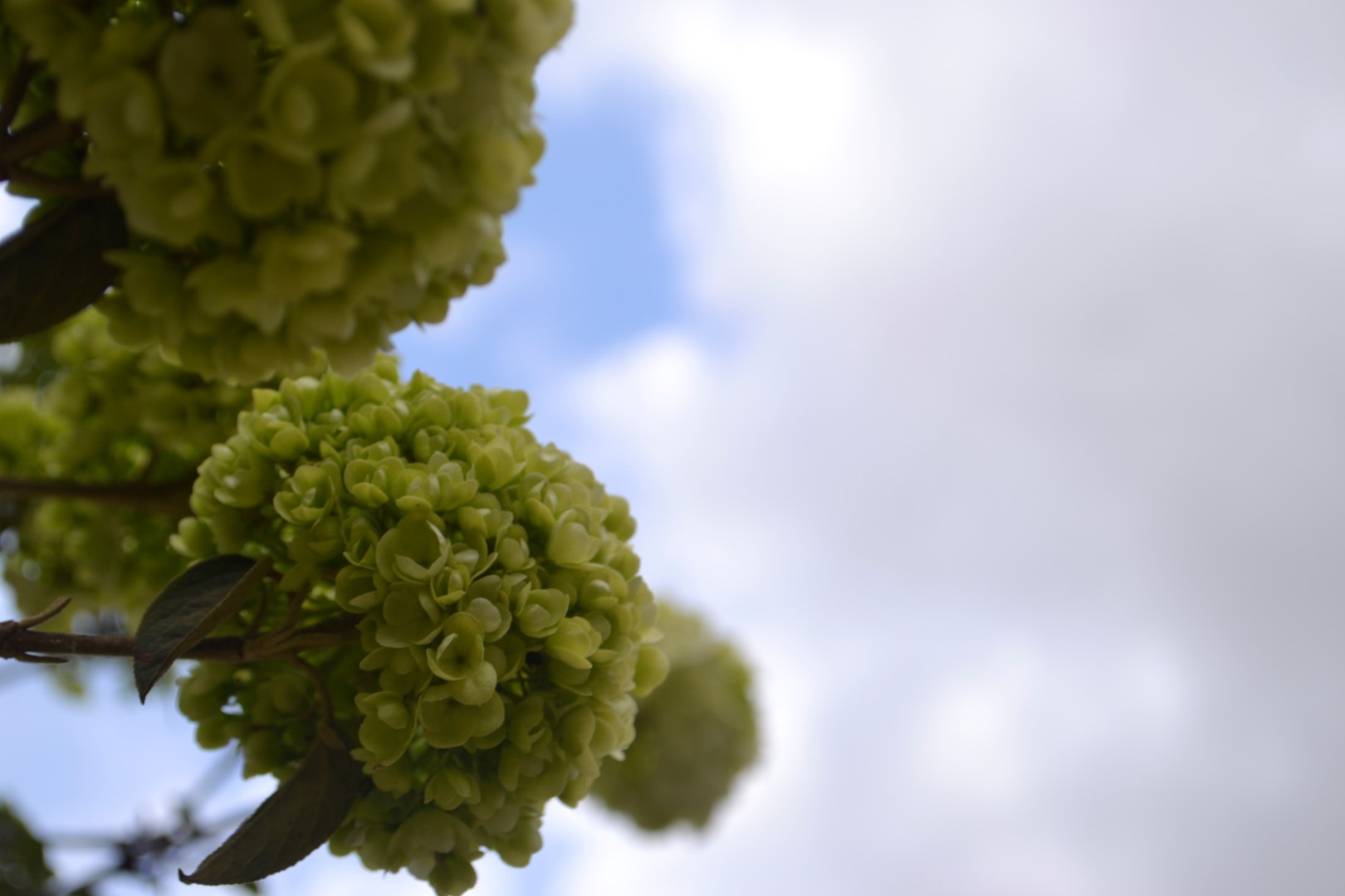 Fort Worth Botanic Garden, photo: Andy Bruner