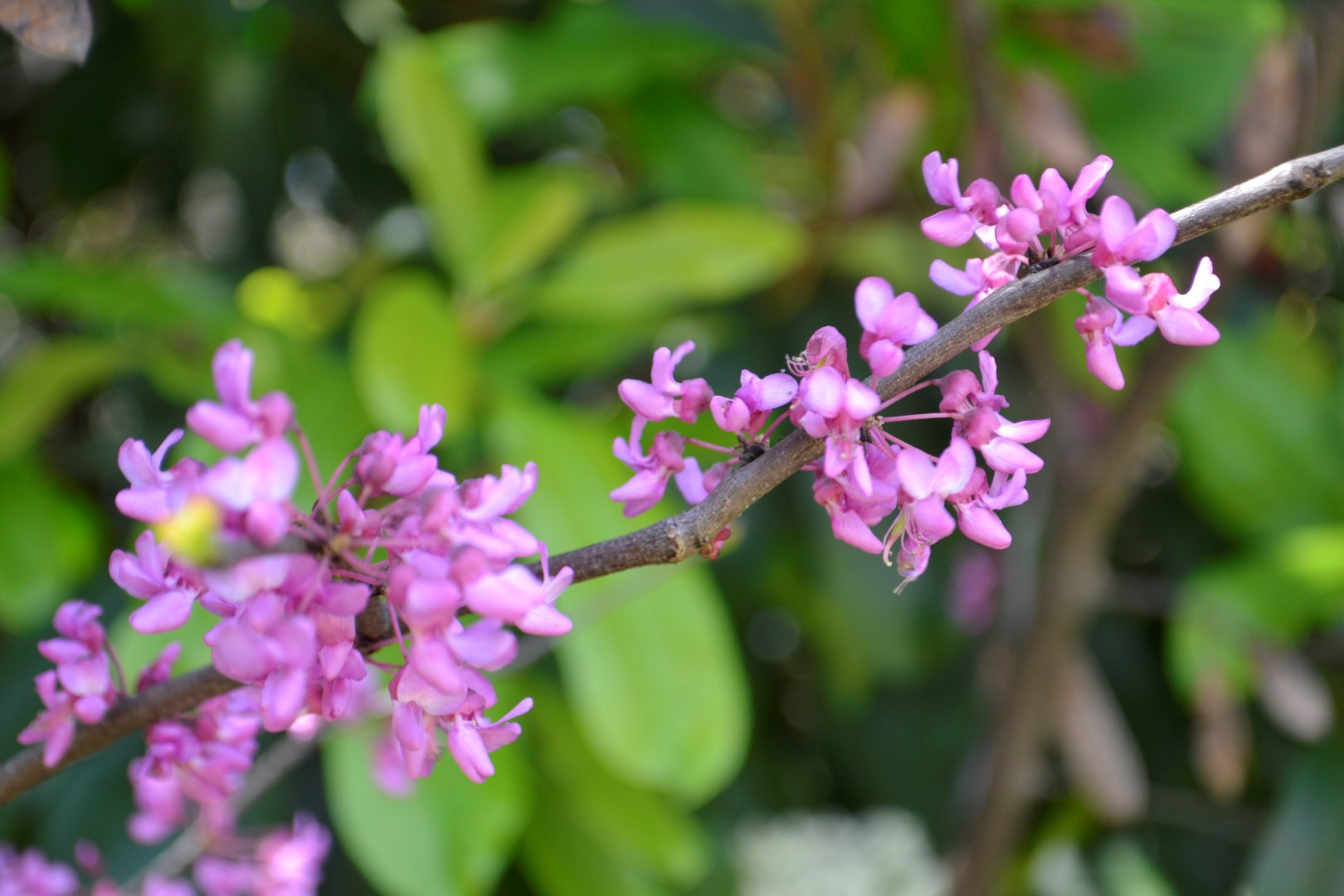 Fort Worth Botanic Garden, photo: Andy Bruner