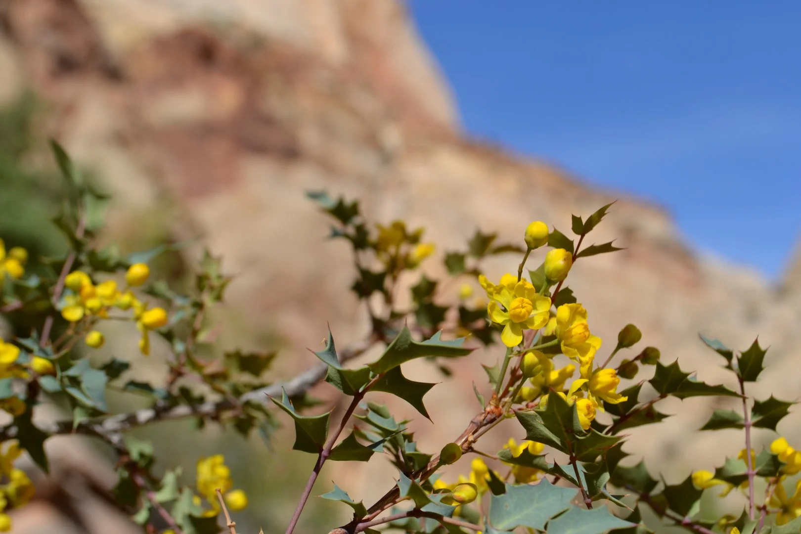 Utah wildflowers, photo: Andy Bruner