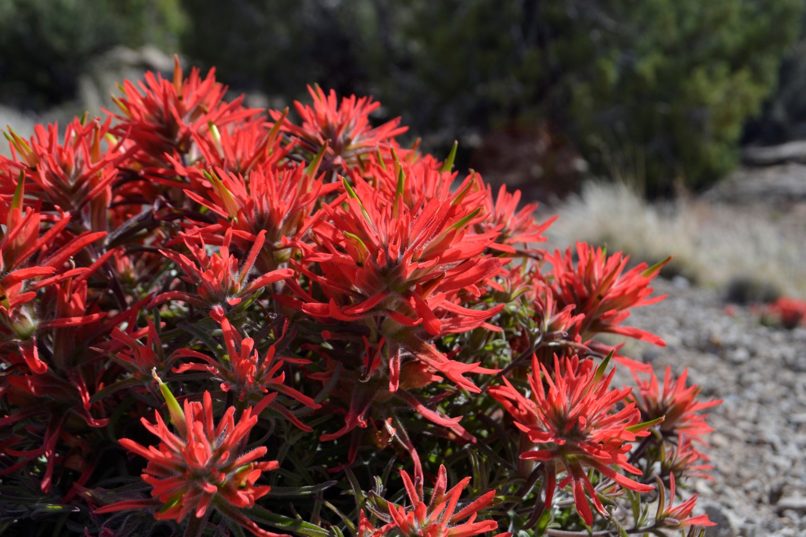 Utah wildflowers, photo: Andy Bruner