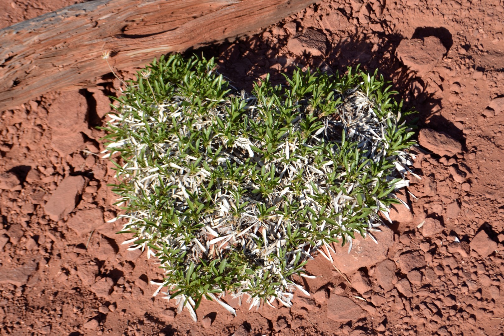 Canyonlands National Park, photo: Andy Bruner