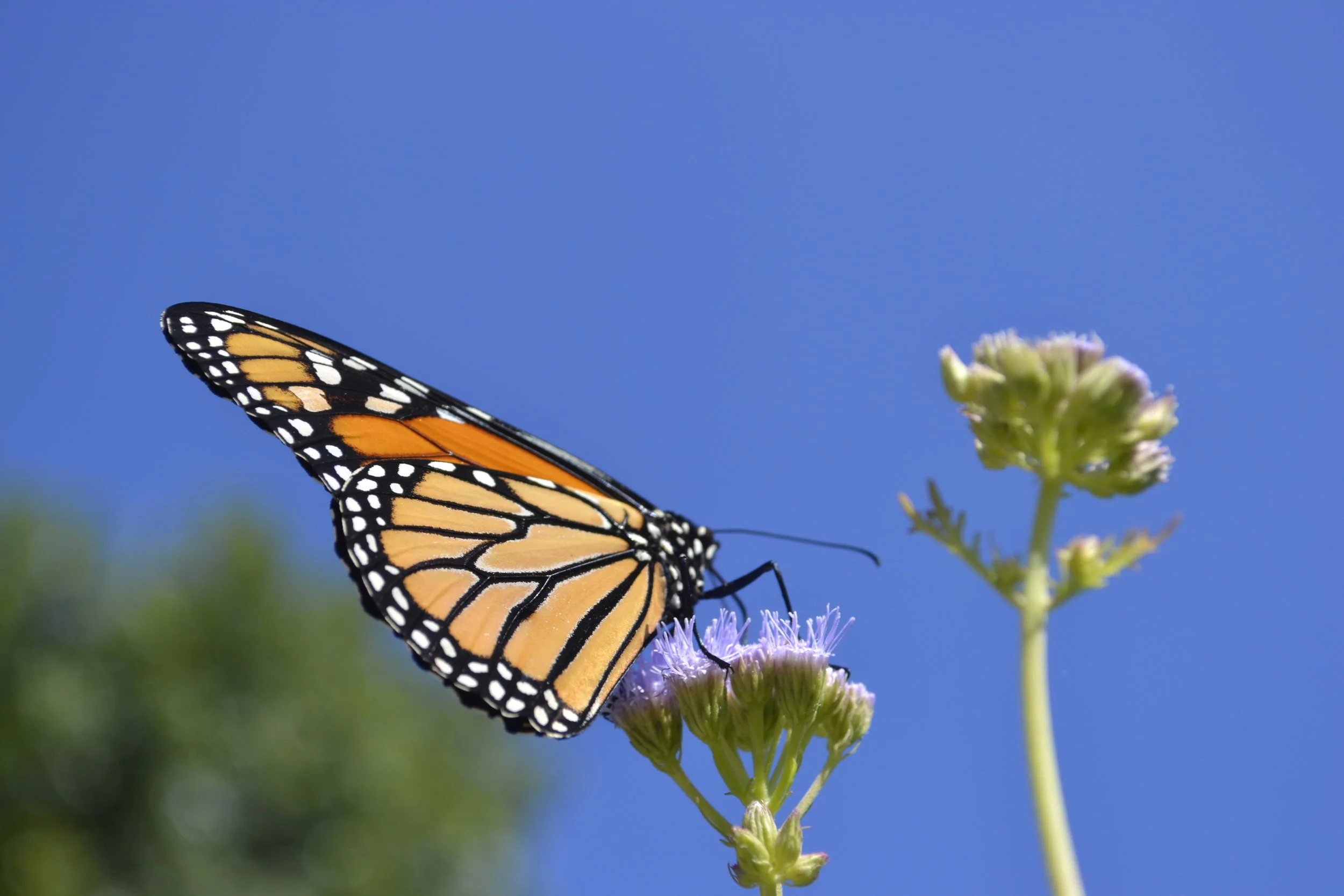 Monarch Butterfly, Fort Worth Botanic Garden, photo: Andy Bruner