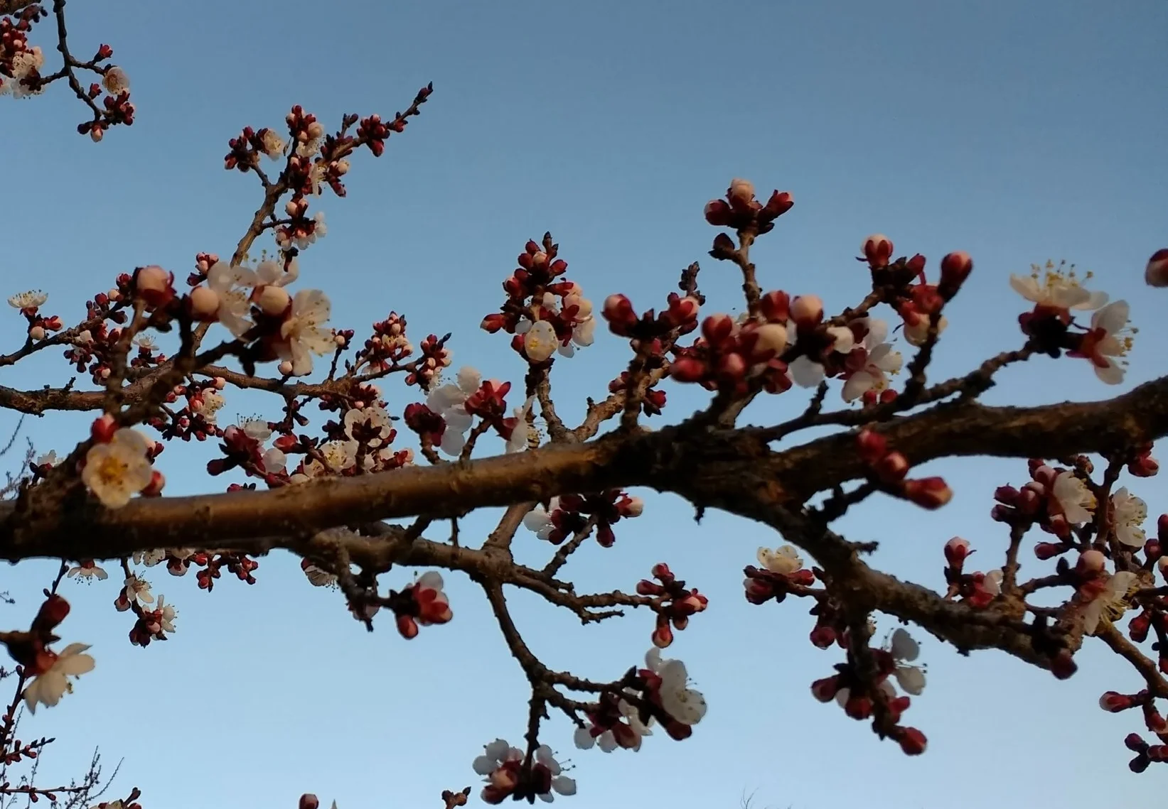 Apricot blossoms, Escalante, Utah