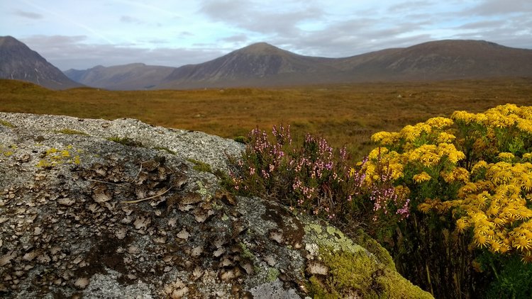 Glencoe Moor