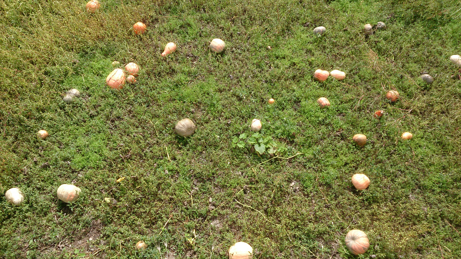 A photo of pumpkins growing well below a bridge. The larger ones would singly fill a wheelbarrow.