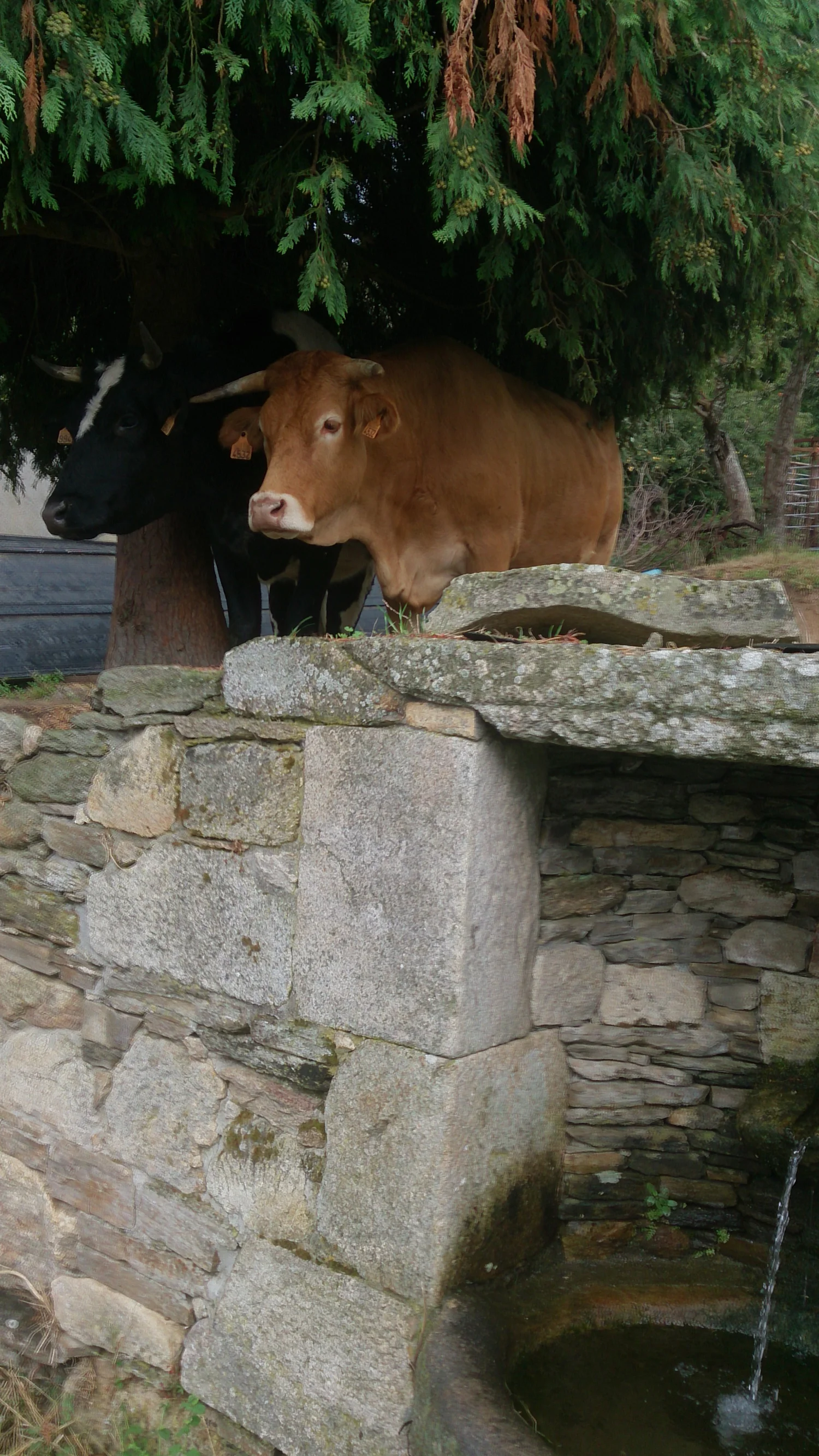 Two contented cows under a tree out of the rain; I wouldn't mind joining them.