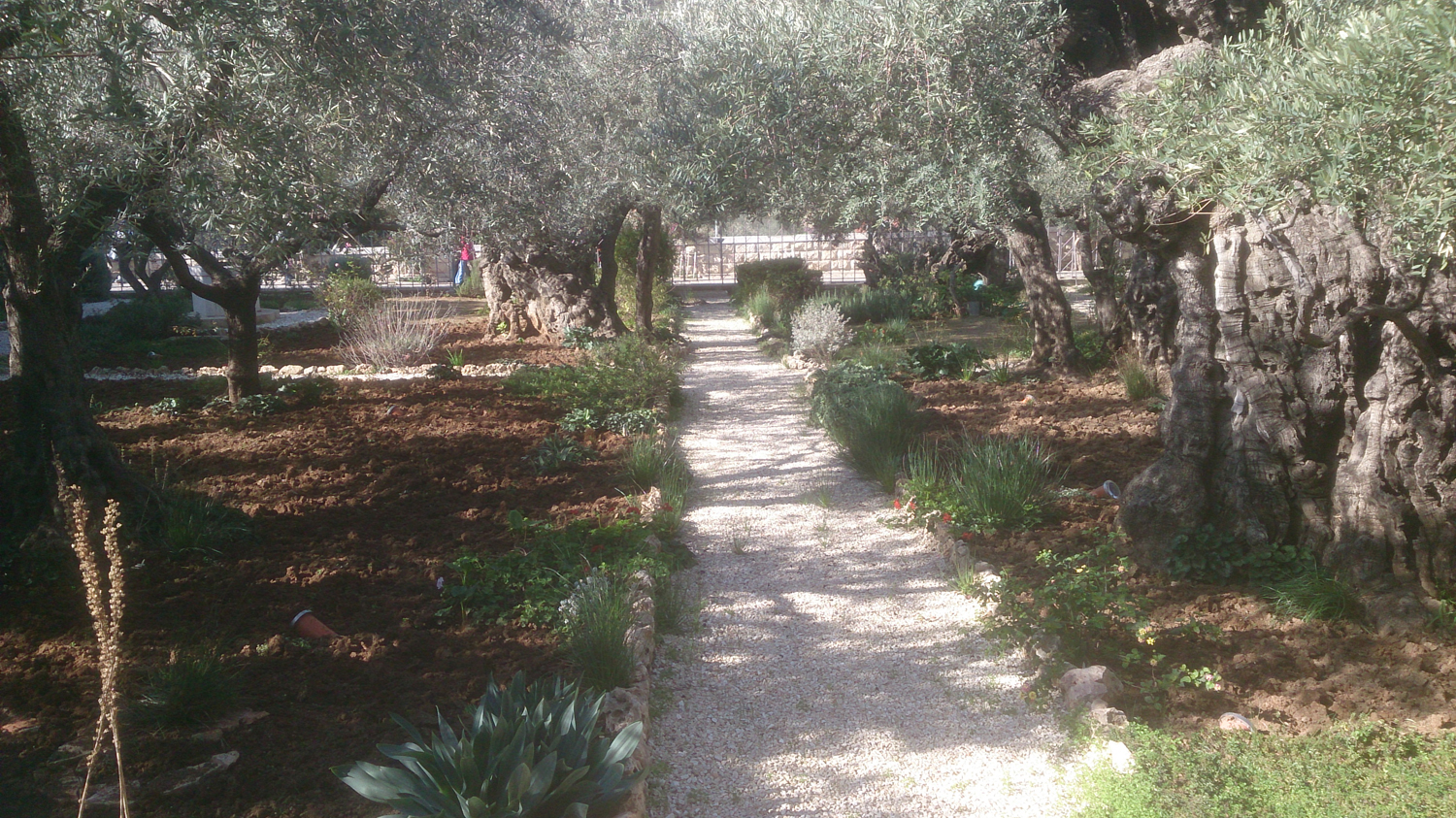 Garden of Gethsemane