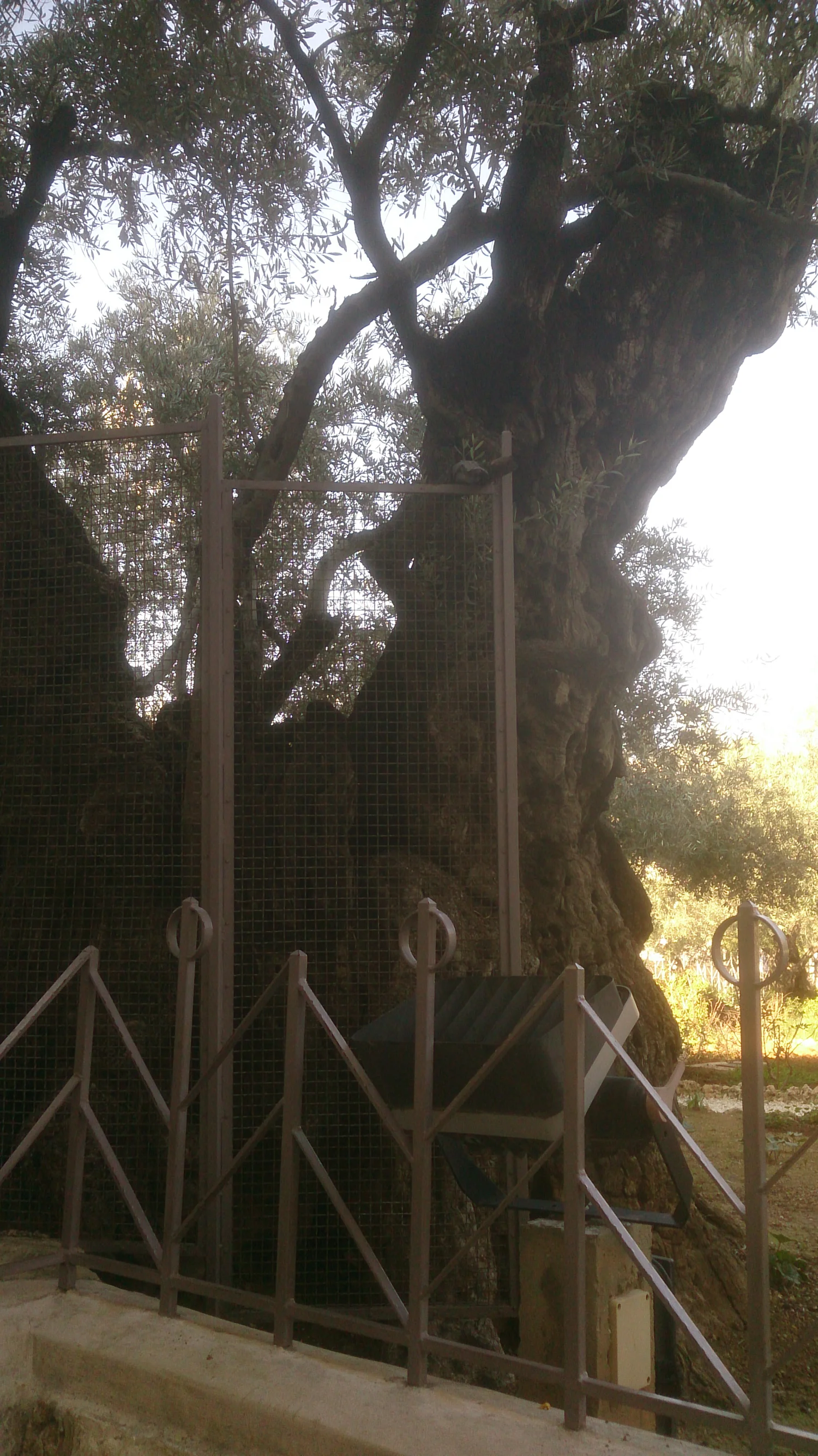 Very old olive tree in Garden of Gethsemane.