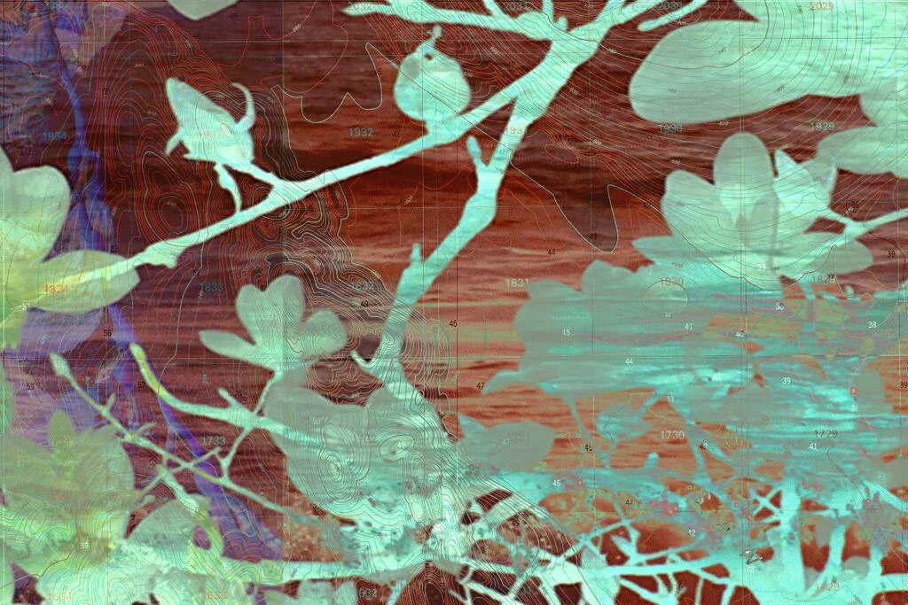 SIO 60 Kelp