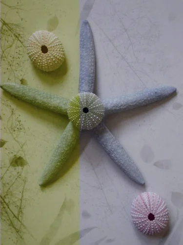 4starfishpurplegreen copy.jpg