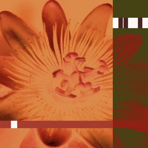 N29 Orange.jpg