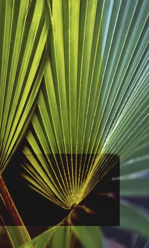 n920x30 copy.jpg