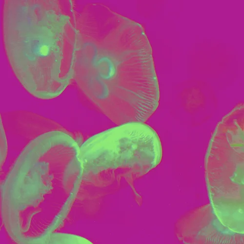 pinkjelly.jpg