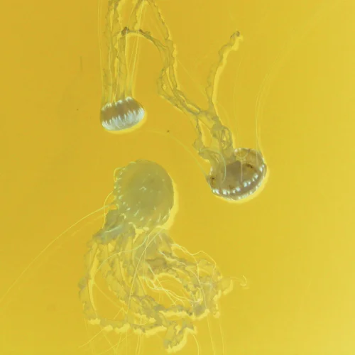 sohoyellowjelly.jpg