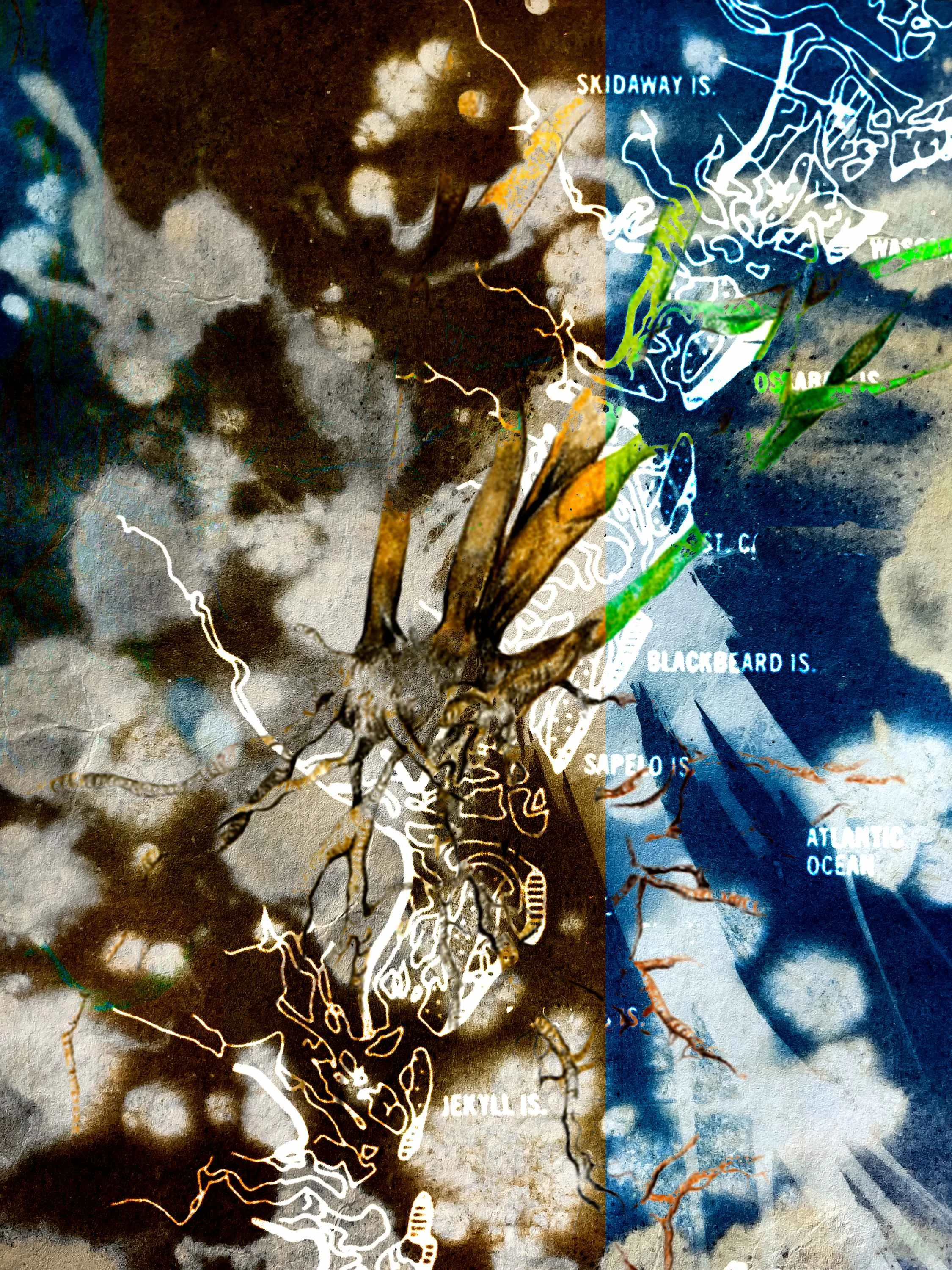 Intertidal #1