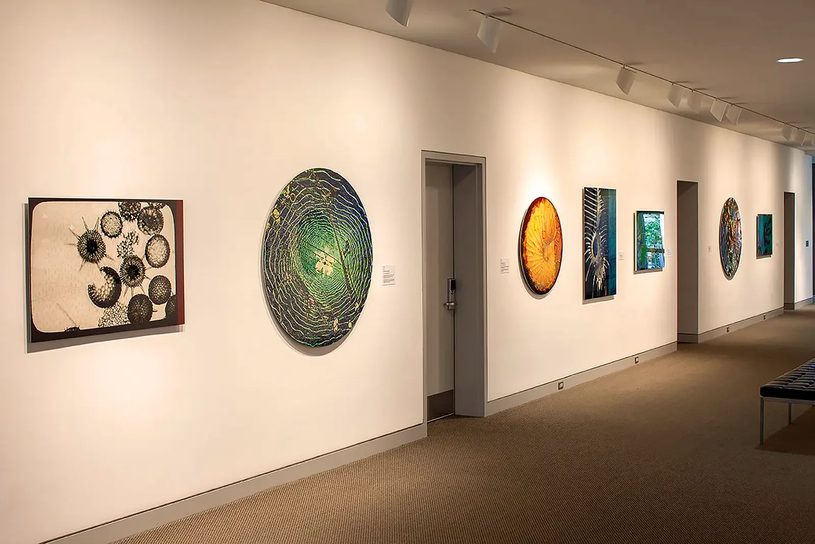 Dana Montlack's exhibition "Sea of Cortez" at the Museaum of Contemporary Art San Diego