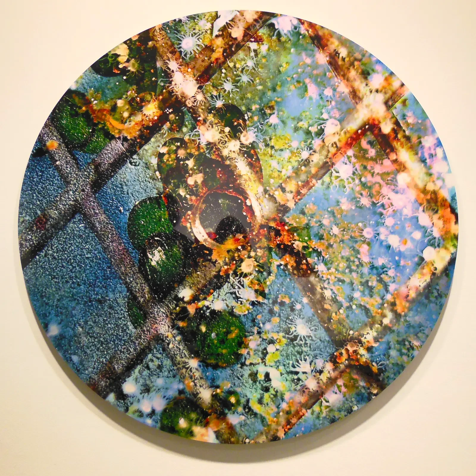 Dana Montlack's exhibition "Sea of Cortez" at the Museaum of Contemporary Art San Diego