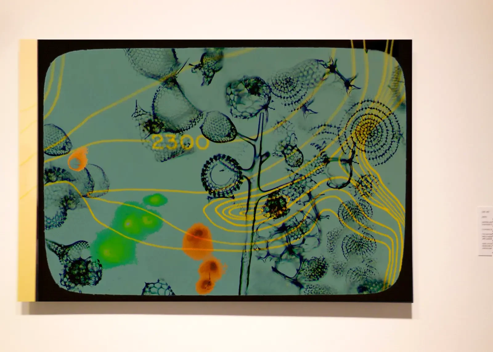 Dana Montlack's exhibition "Sea of Cortez" at the Museaum of Contemporary Art San Diego