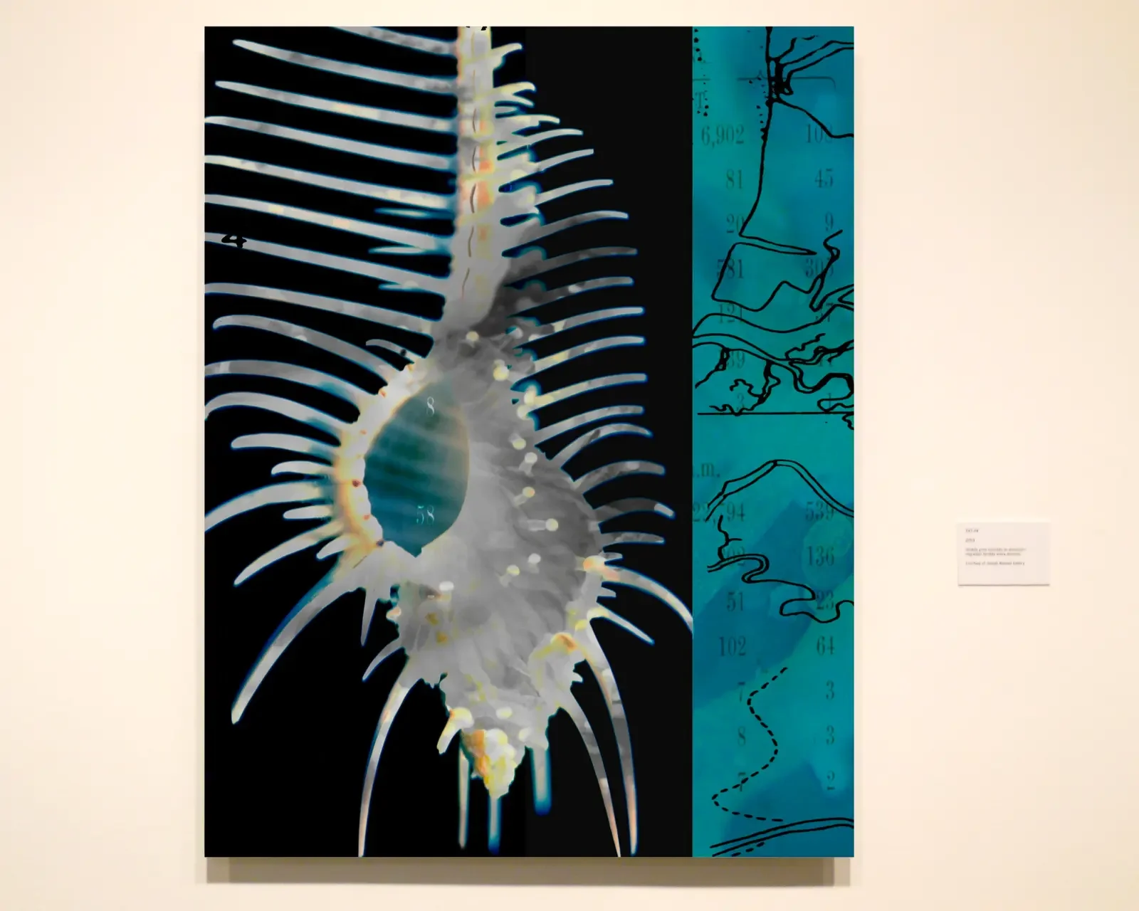 Dana Montlack's exhibition "Sea of Cortez" at the Museaum of Contemporary Art San Diego