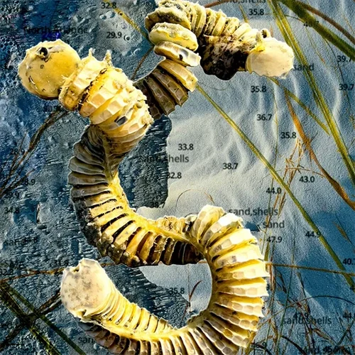 Coastal Fragility