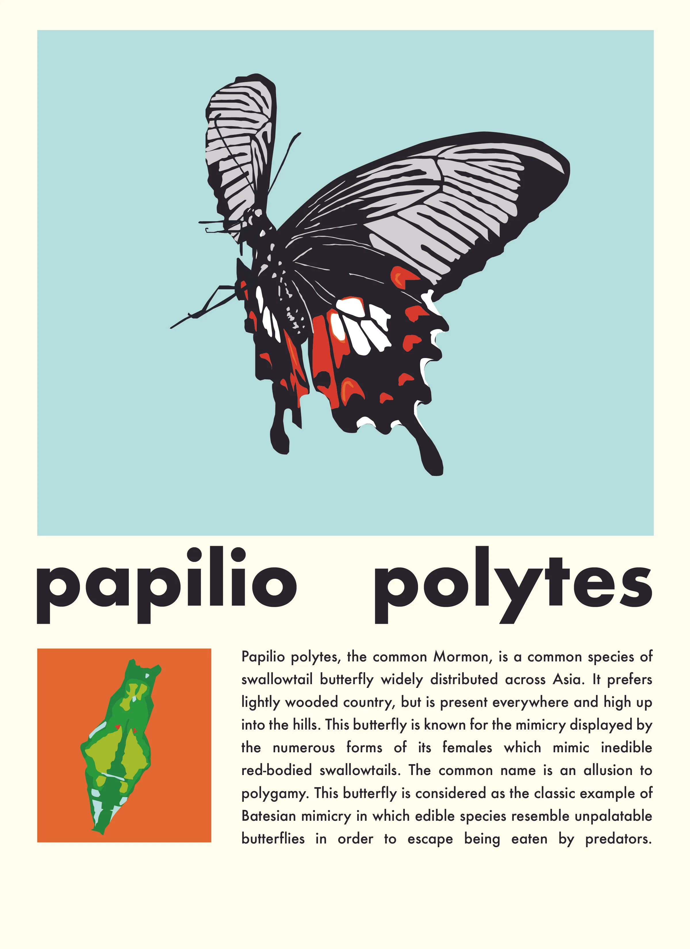 Papilio polytes-01.jpg