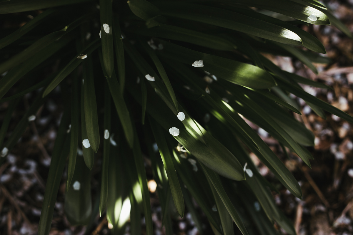096 | 365