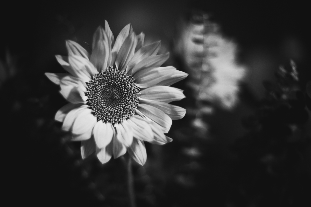 291 | 365