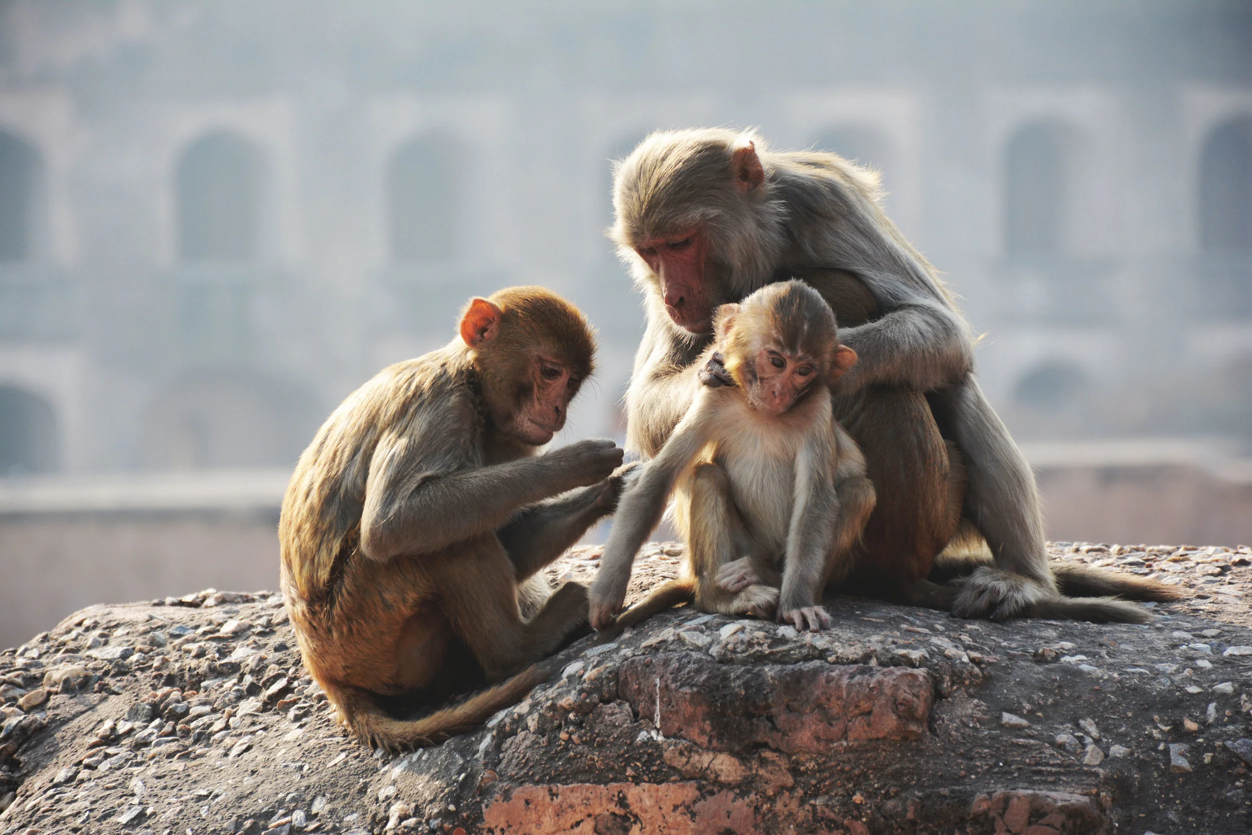Agra Fort, India
