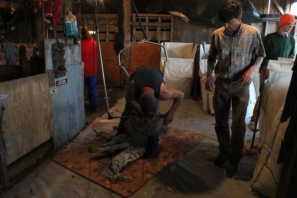 Shearing Day