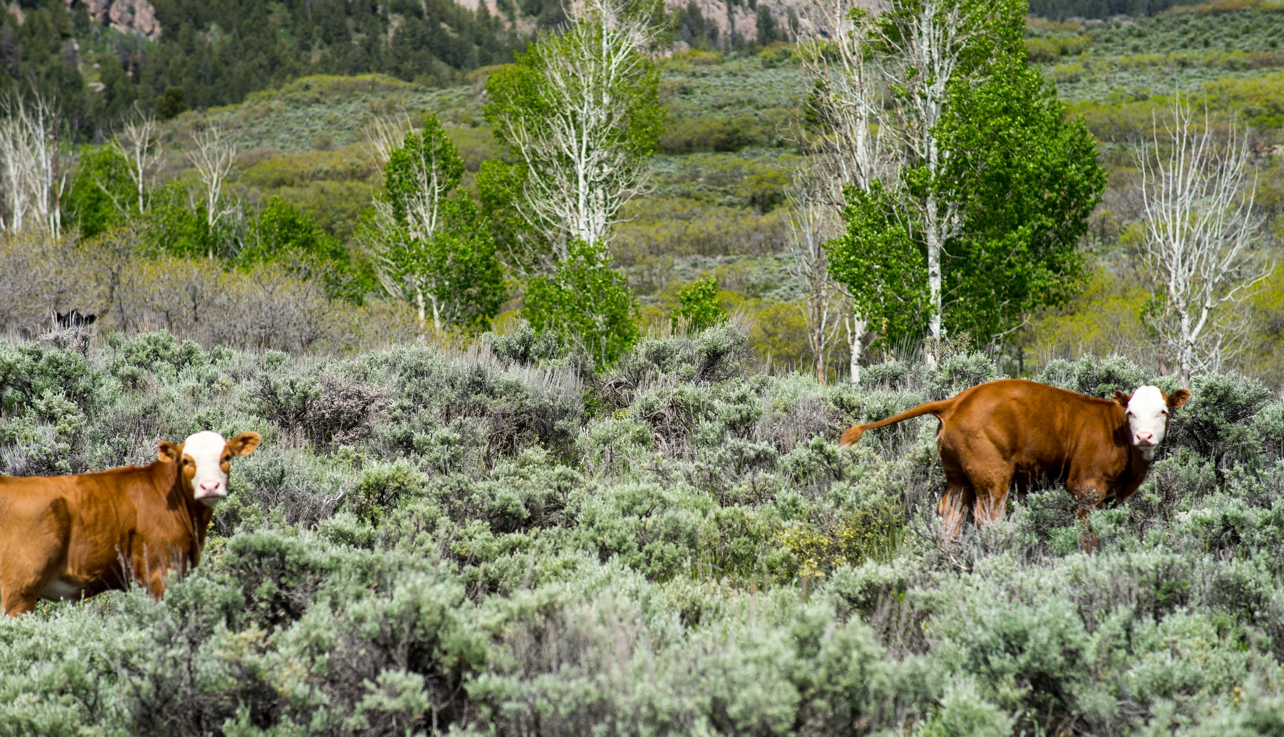 BABY BOVINE // IMAGE BY FRANKIEBOYPHOTOGRAPHY.COM