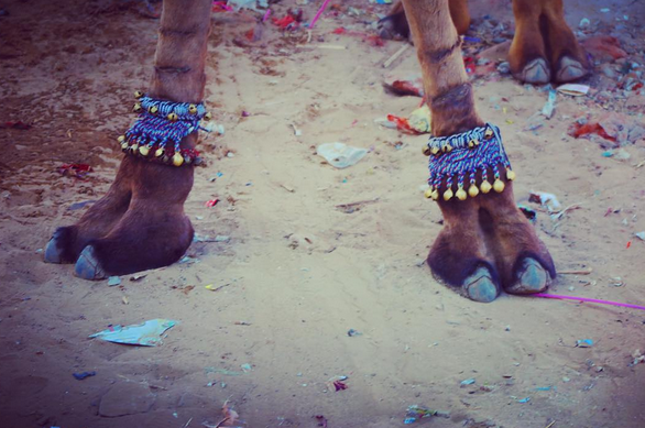 CAMEL FAIR, PUSHKAR, INDIA // IMAGE BY EMILY S. FOR USE MEETYOUTHERE.ME