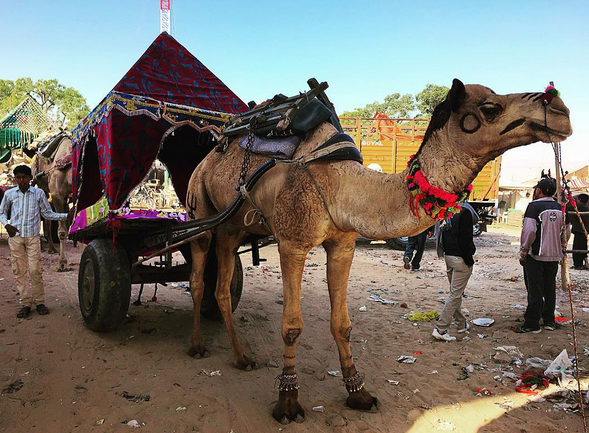 PAY ATTENTION TO THE GARBAGE AT THIS CAMELS FEET // meet you there blog images