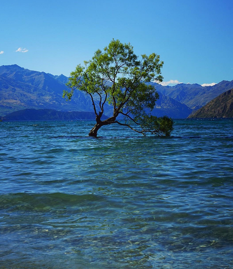 THAT WANAKA TREE ENJOYING A BEAUTIFUL SUMMER DAY | LAKE WANAKA, NEW ZEALAND