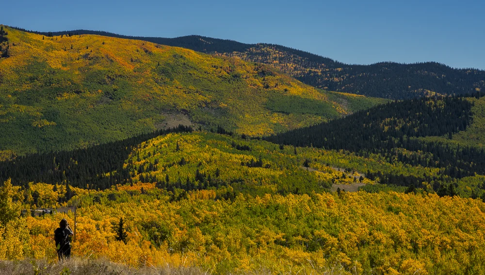 A FELLOW HIKER TAKES IN THE GOLDEN FALL LEAVES 