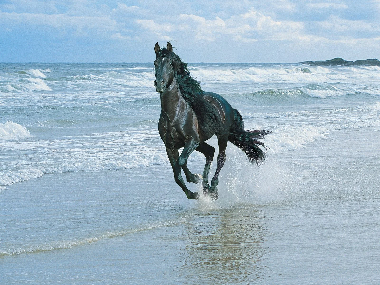 black_horse_and_sea_wallpaper-normal.jpg