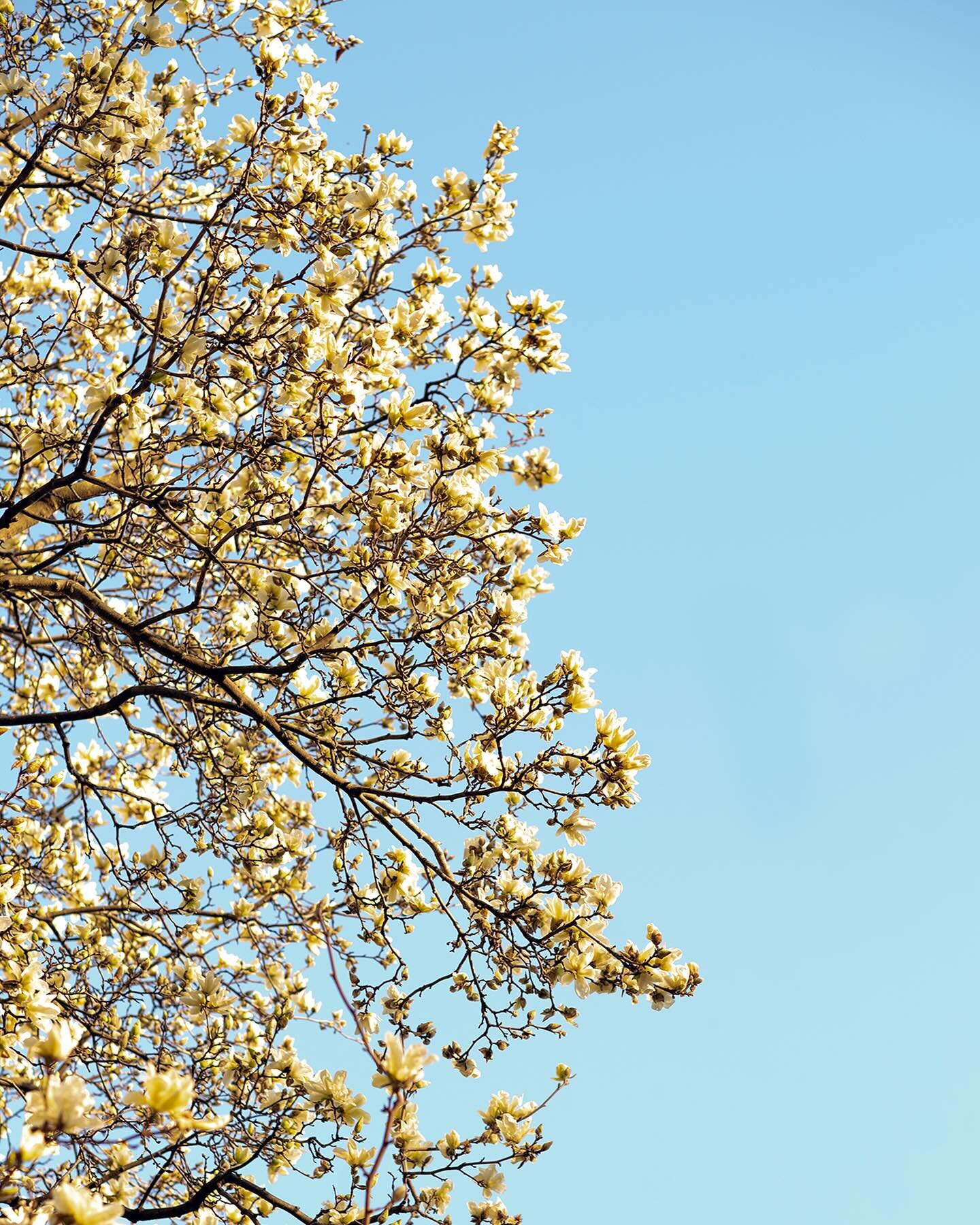 My favorite tree is blooming. 😊 That&rsquo;s it&hellip;that&rsquo;s the whole post.