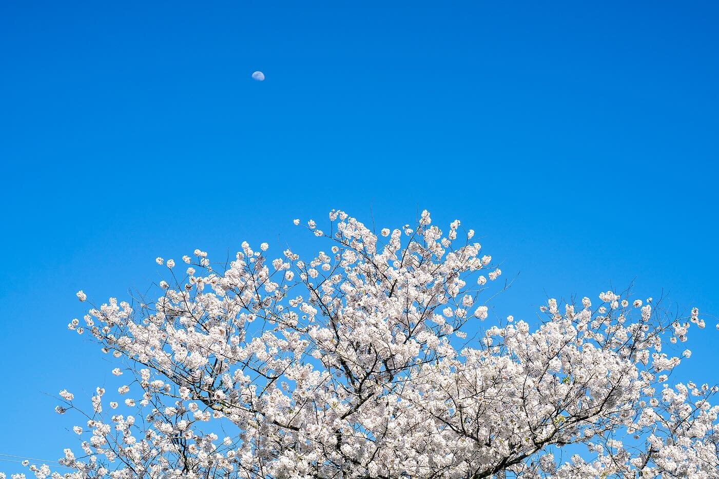 Spring blooms and a waxing moon..