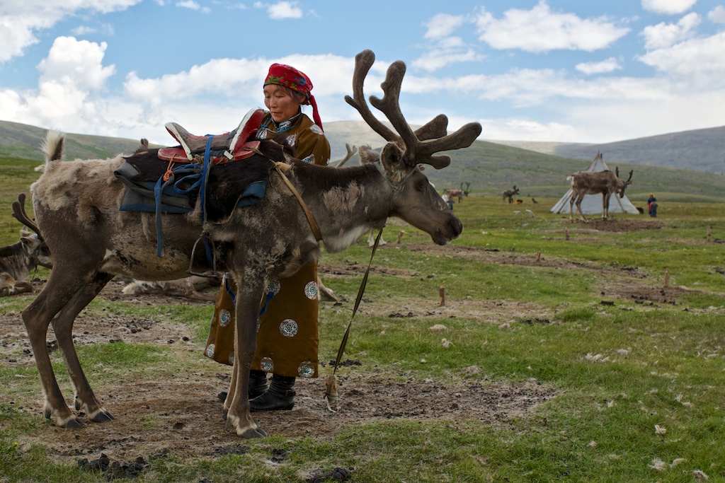 Mother prepares the reindeer that will carry her daughter's belonging to her new home.