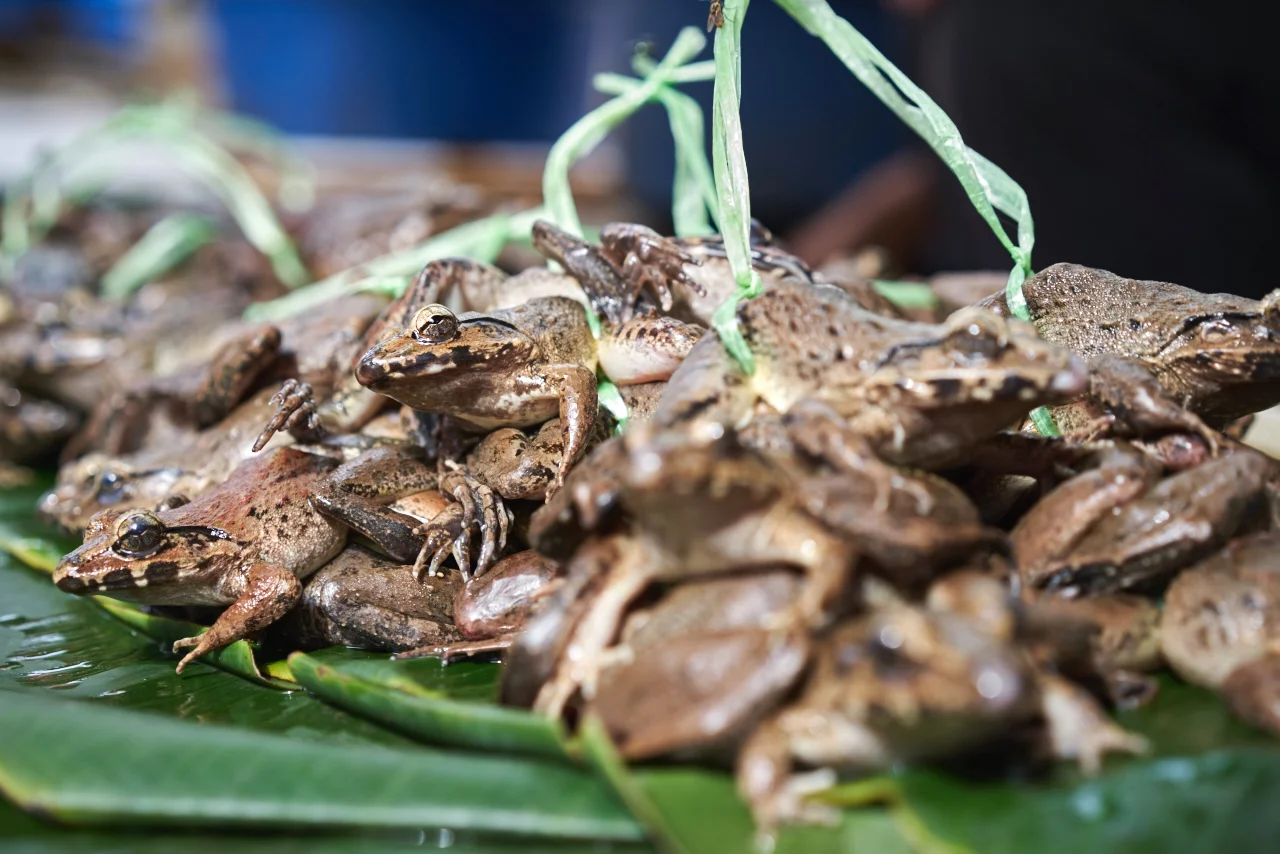 make sure you a buy a live frog if thats on the menu today
