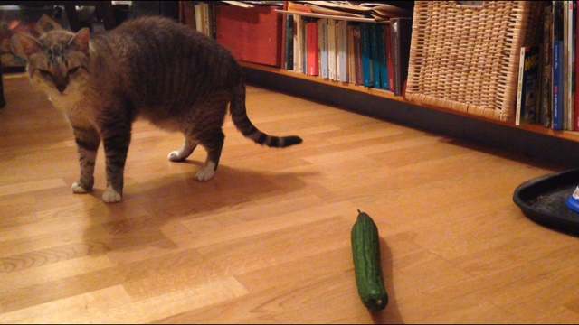 Unseren Kater machte um die Gurke nur einen kleinen Bogen.