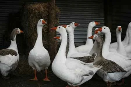 geese.jpg