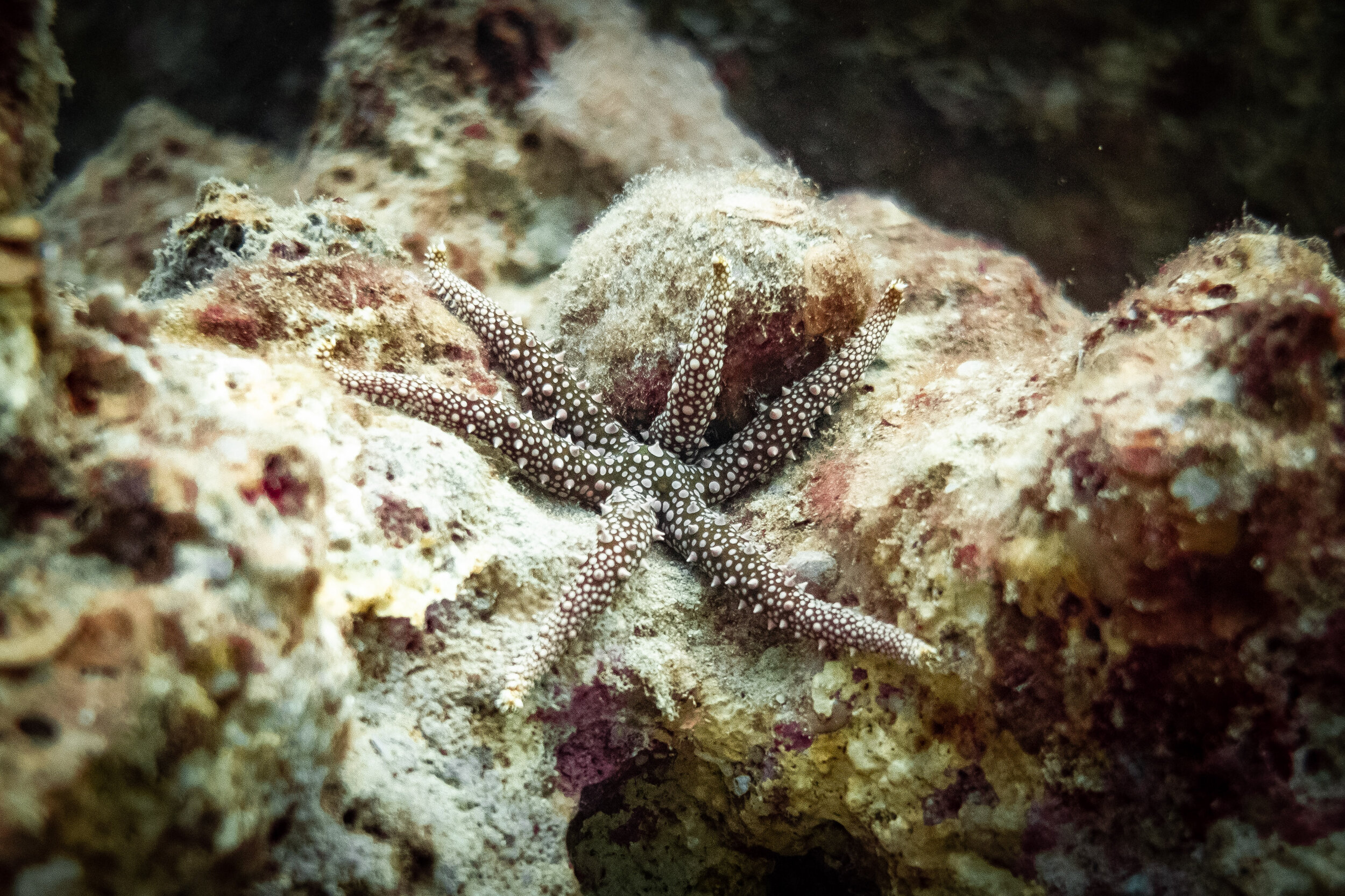  Starfish seen in the Red Sea in Eilat. Photo by Noam Revkin Fenton/Flash90. 