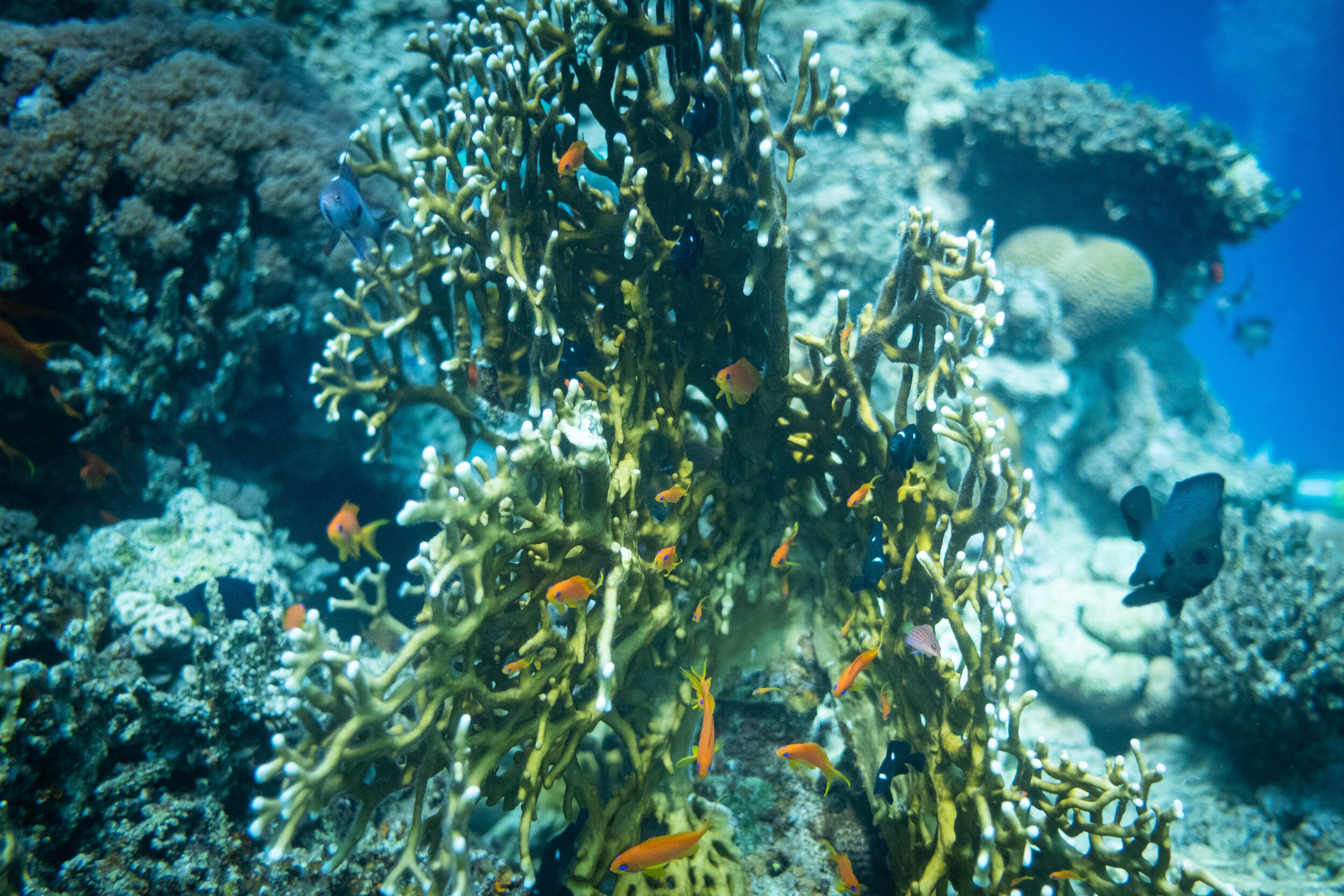  View of Coral Reef in the Red Sea in Eilat. Photo by Noam Revkin Fenton/Flash90. 