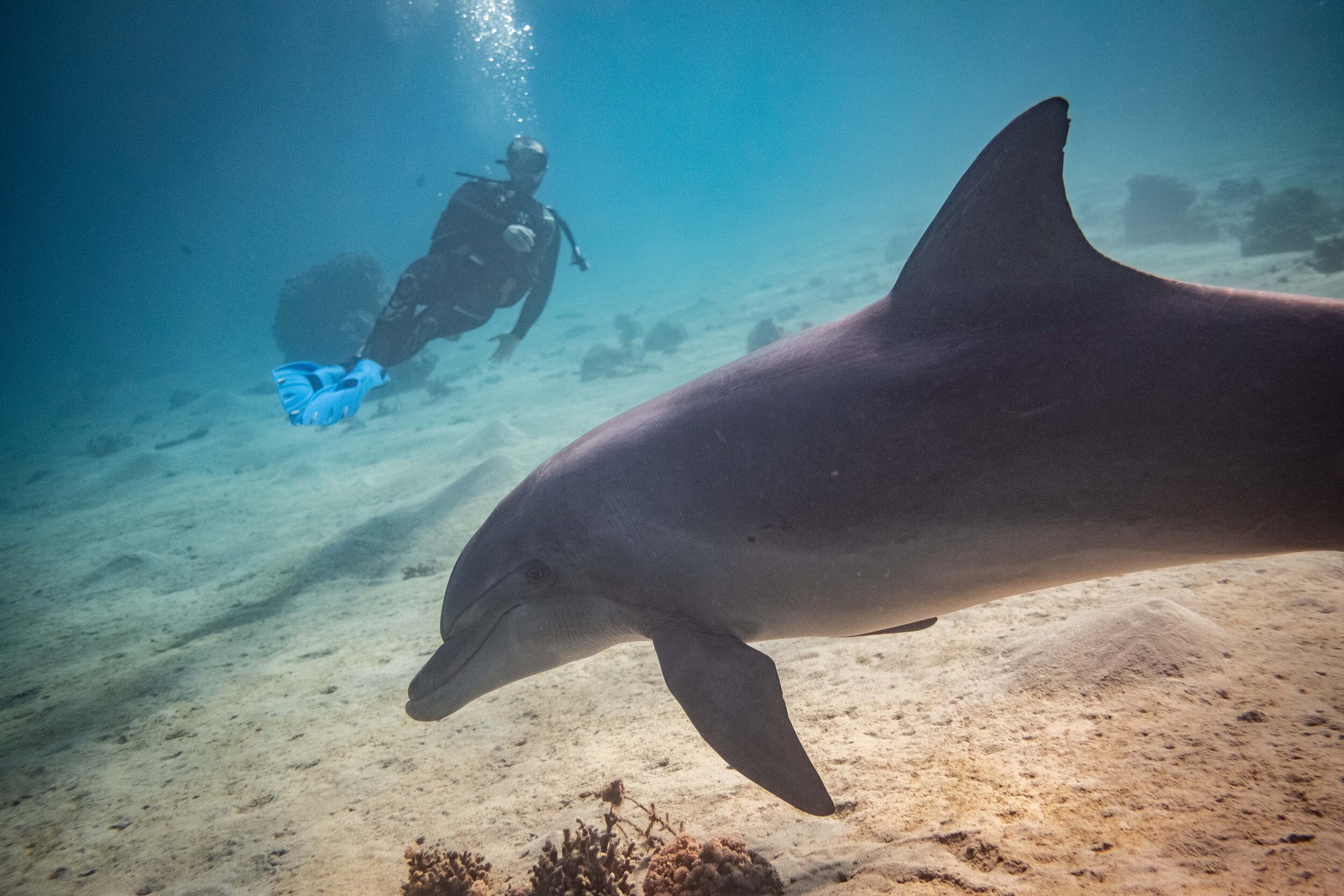  A man scuba diving with a dolphin in the Red Sea in Eilat. Photo by Noam Revkin Fenton/Flash90. 