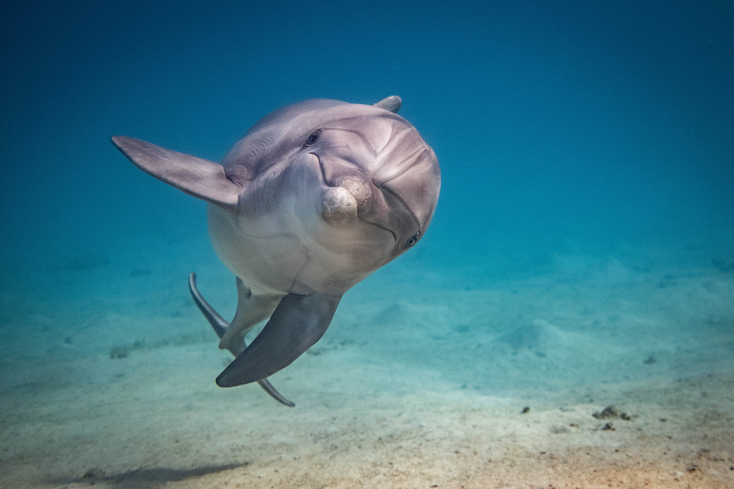  dolphins seen swim in the Red Sea in Eilat. Photo by Noam Revkin Fenton/Flash90. 