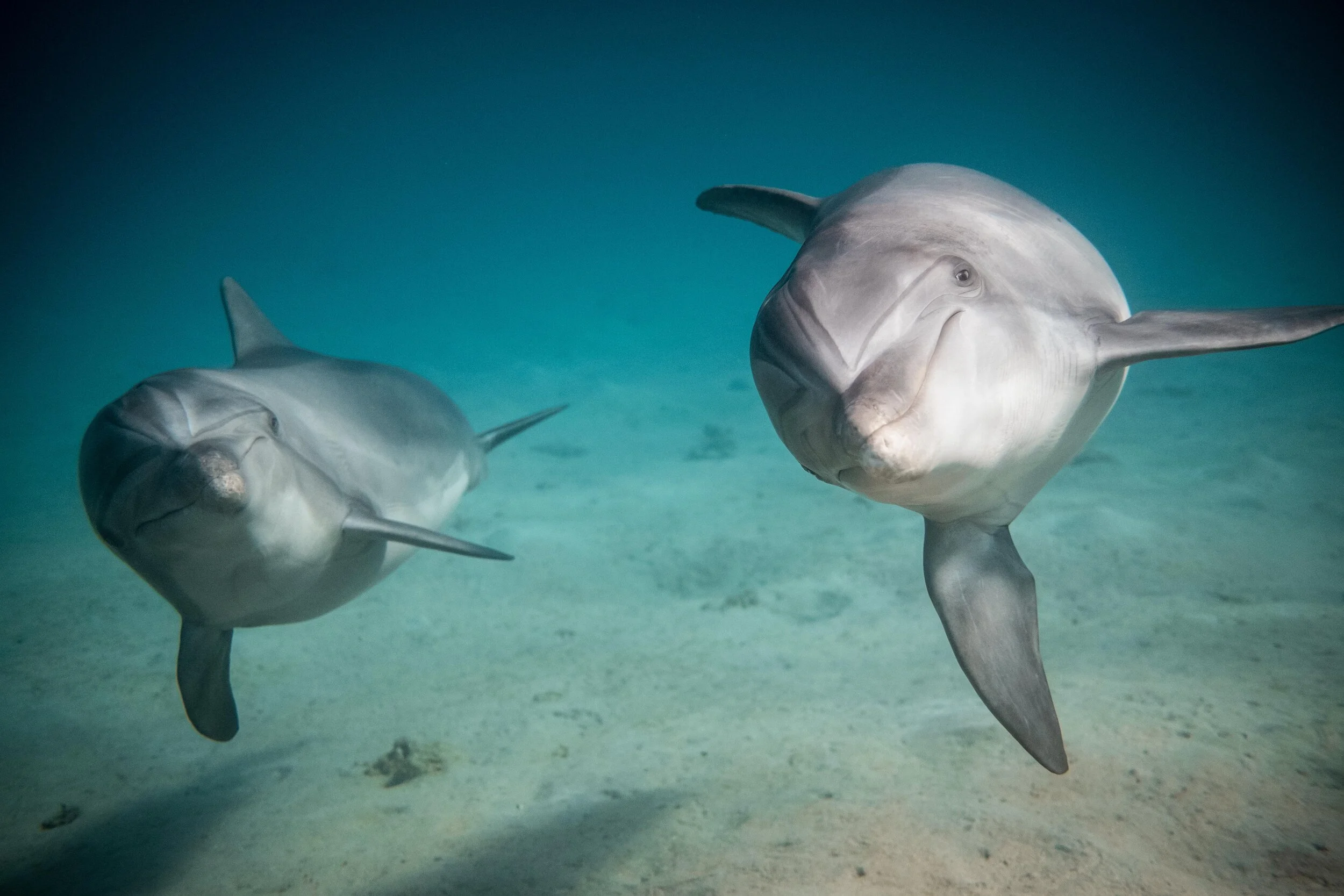 Diving trips in Eilat, February 19, 2021