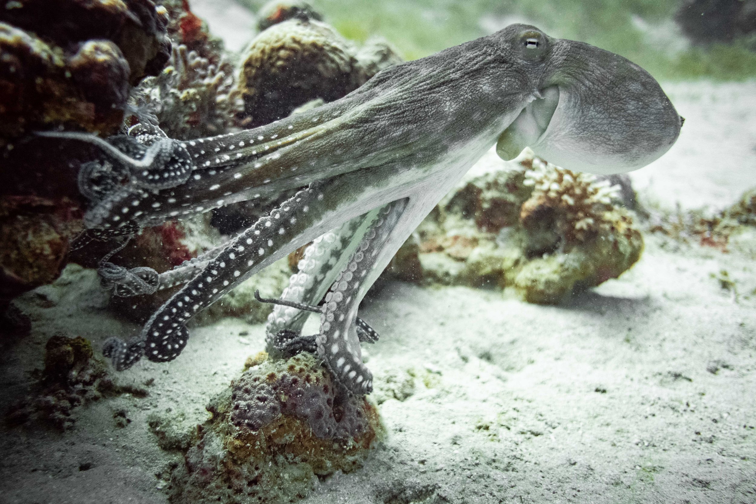  octopus seen swim in the Red Sea in Eilat. Photo by Noam Revkin Fenton/Flash90. 