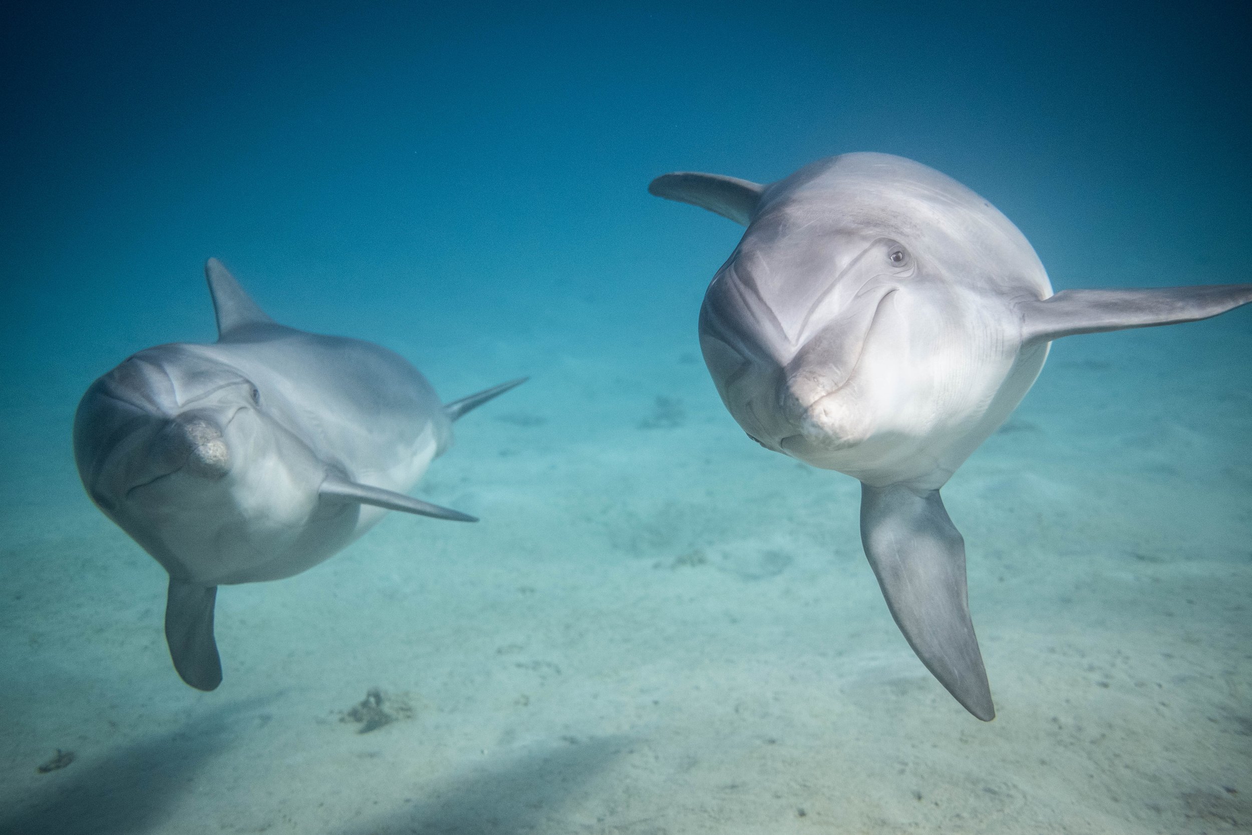  dolphins seen swim in the Red Sea in Eilat. Photo by Noam Revkin Fenton/Flash90. 