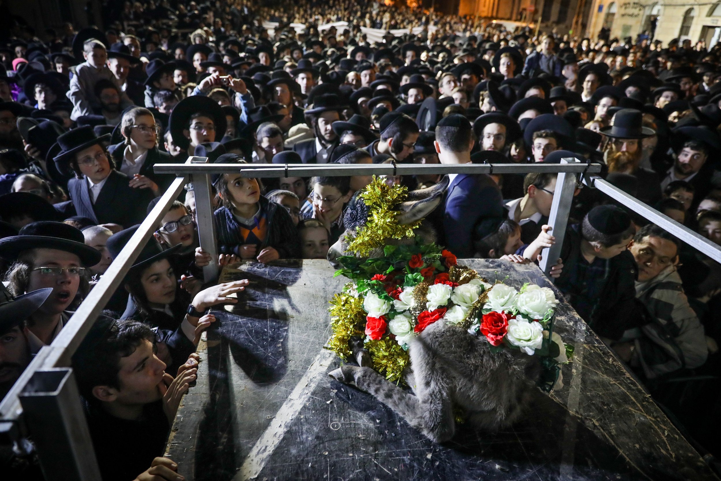  Jews attend a ceremony called the 'Redemption of the first born donkey' or in Hebrew 'Pidyon Peter Chamor' in Jerusalem on February 25, 2019. The tradition of the Redemption of the first born donkey is part of the 613 laws commemorated in the Jewish