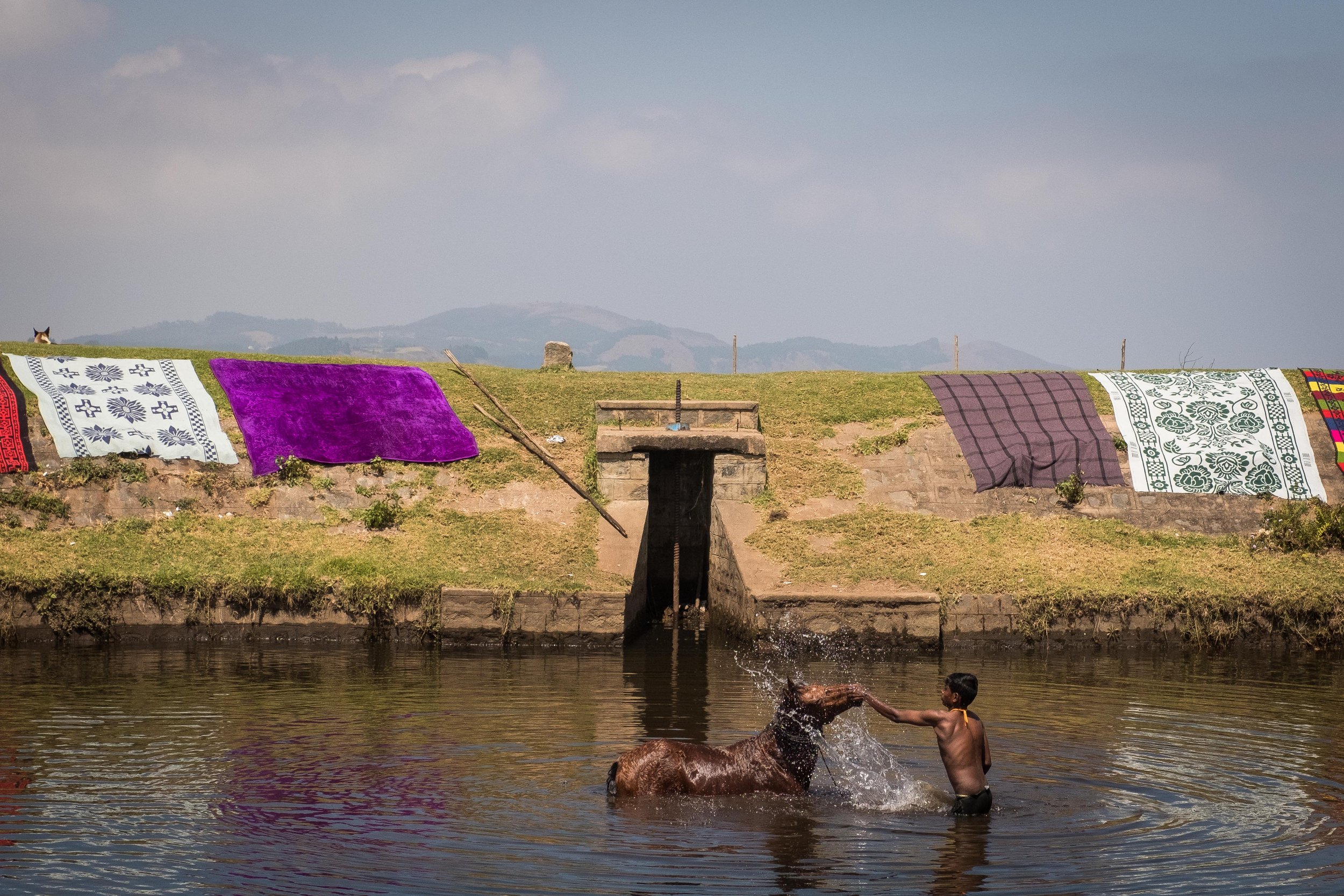  A man washing his horse in a bath at Poombarai, Tamil Nadu, Indian 